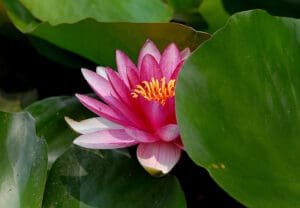 Pink water lily among green leaves.